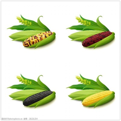 玉米種類(lèi)圖片素材